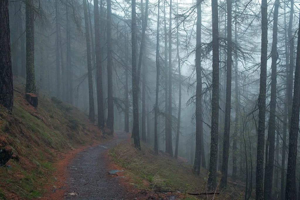 Switchback in the Larches