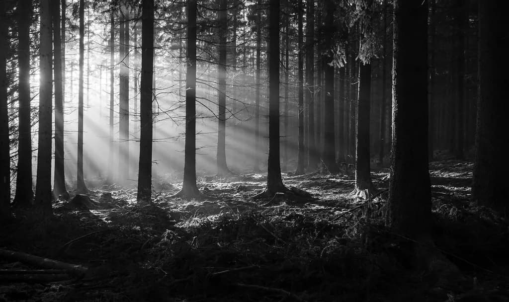 Morning Through the Stand