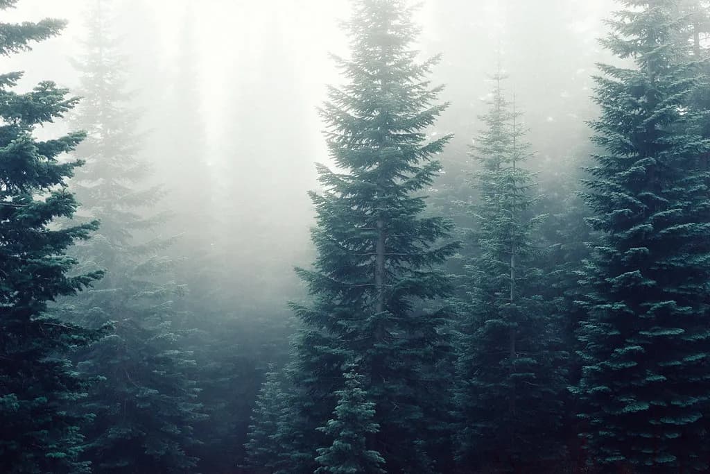 Firs in Fog