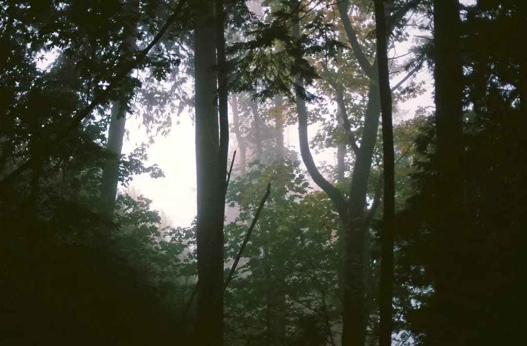 Understory, October