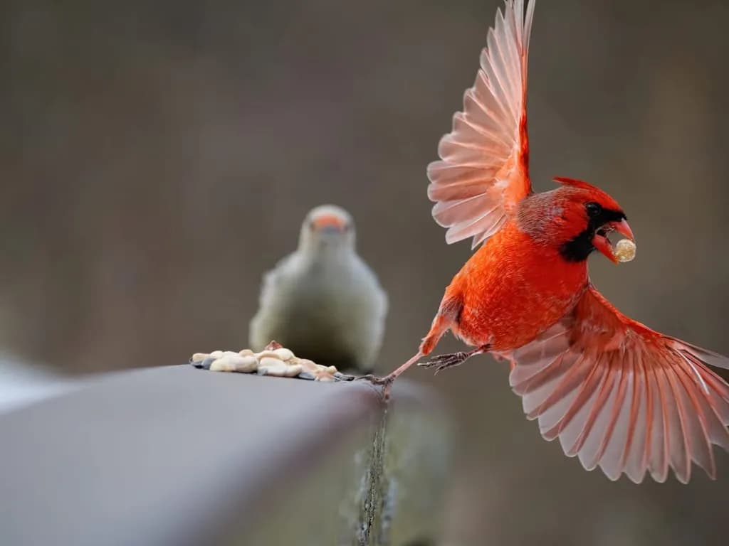Cardinal in Flight