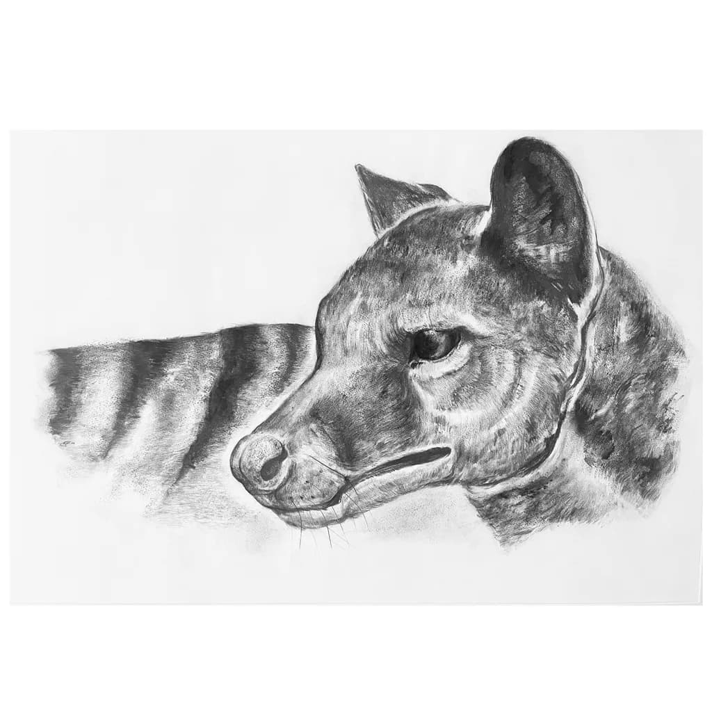 Thylacine Portrait