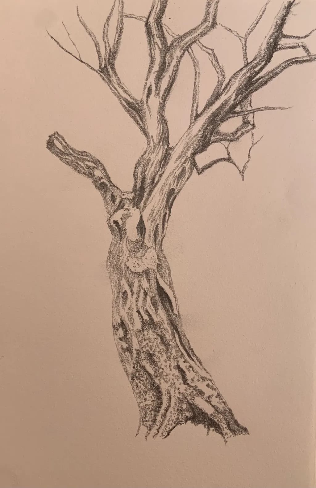 Gnarled Tree Trunk