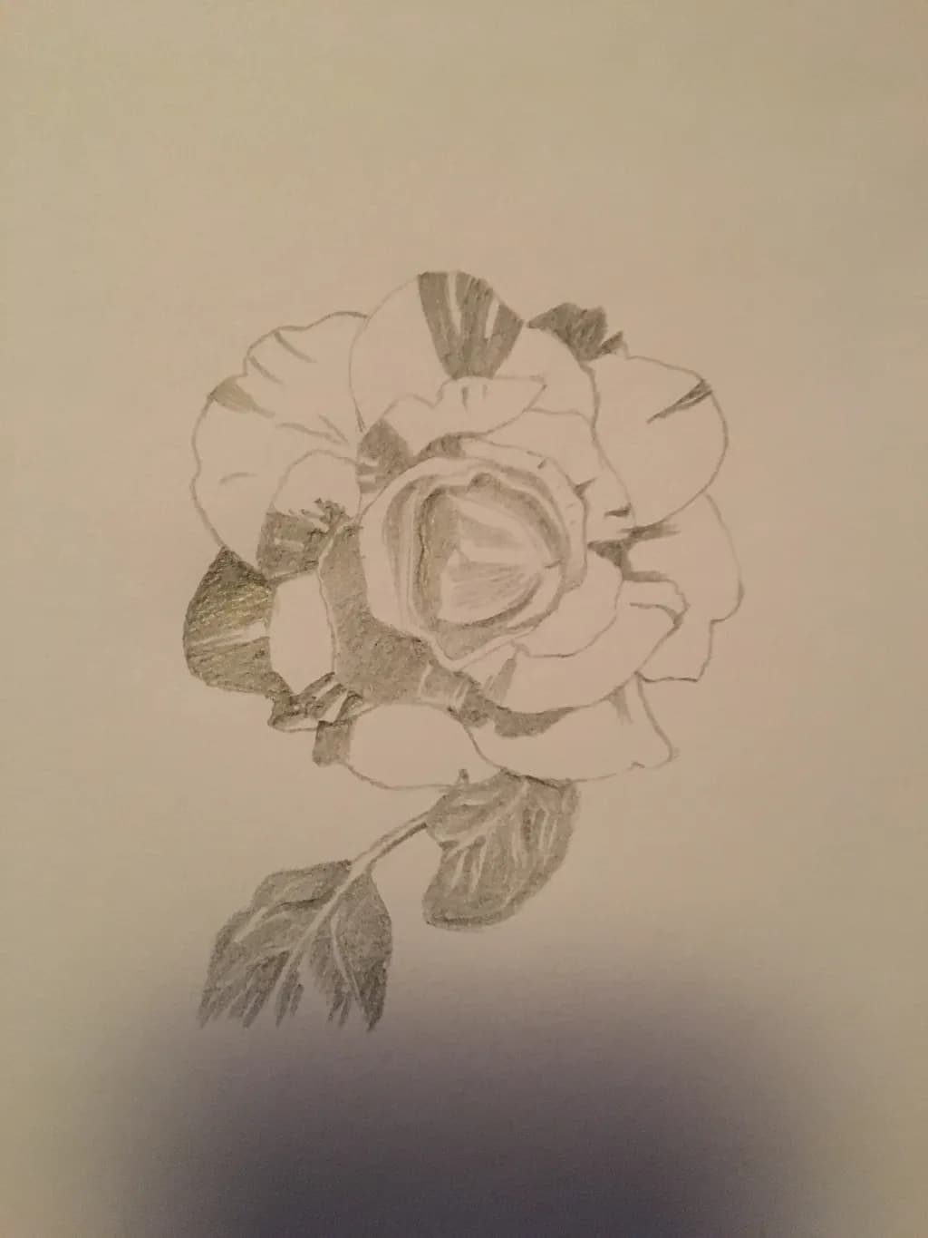 Rose Sketch