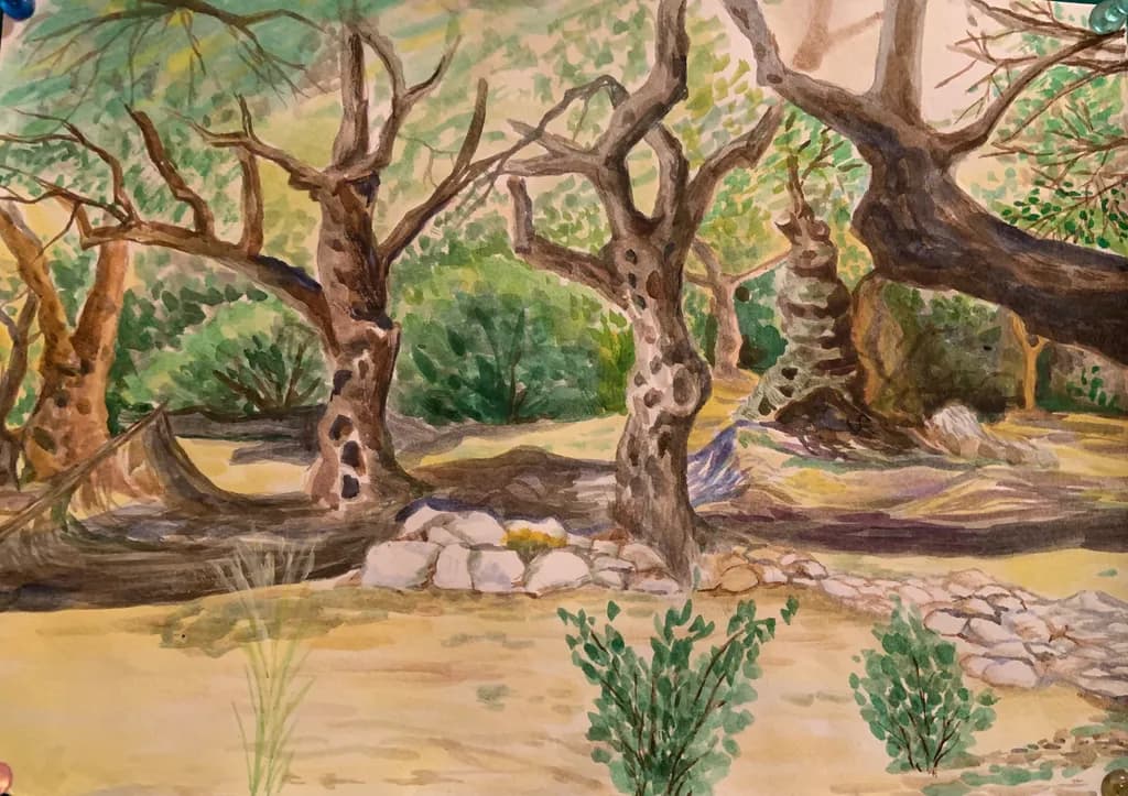 Olive Tree Grove