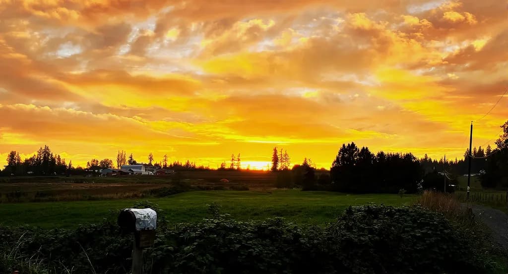Golden Field Sunset