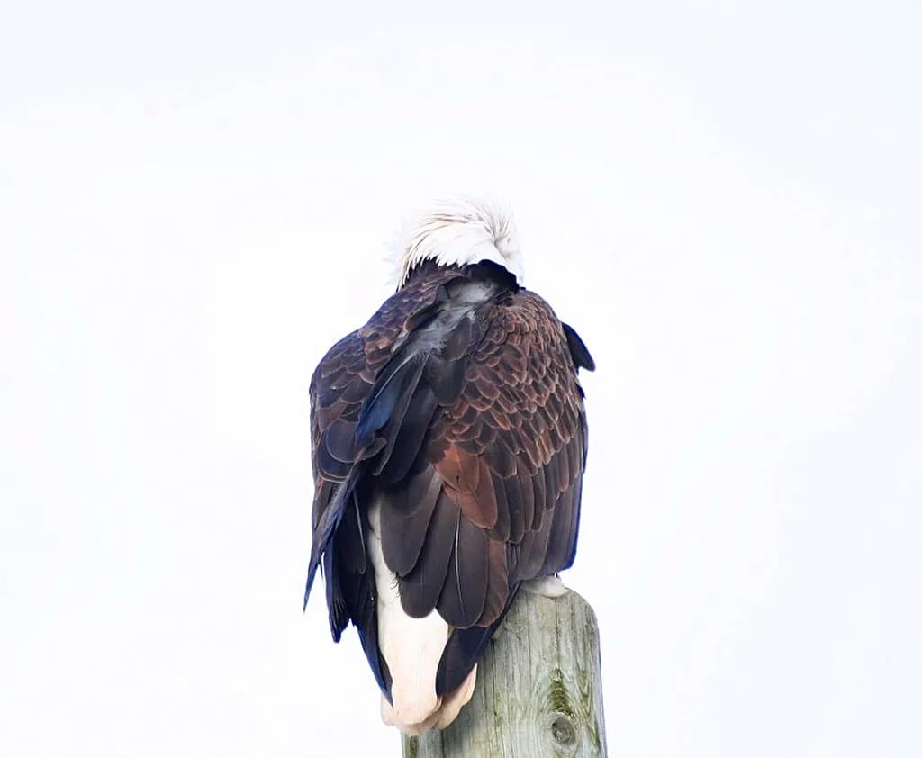 Bald Eagle Perch
