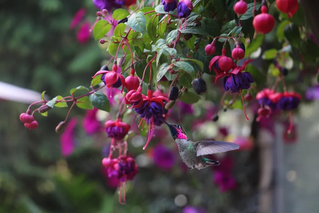 Fuchsia Feast