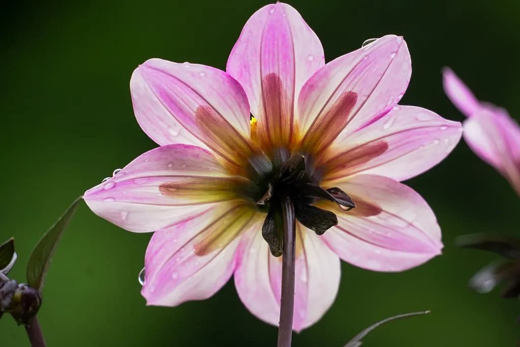 Pink Flower Raindrops