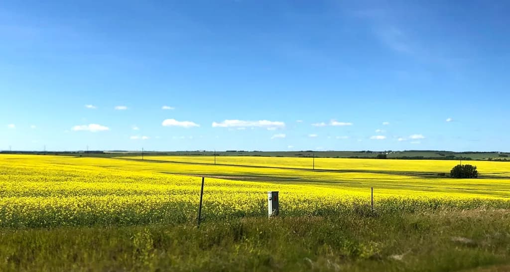 Sunlit Canola Field