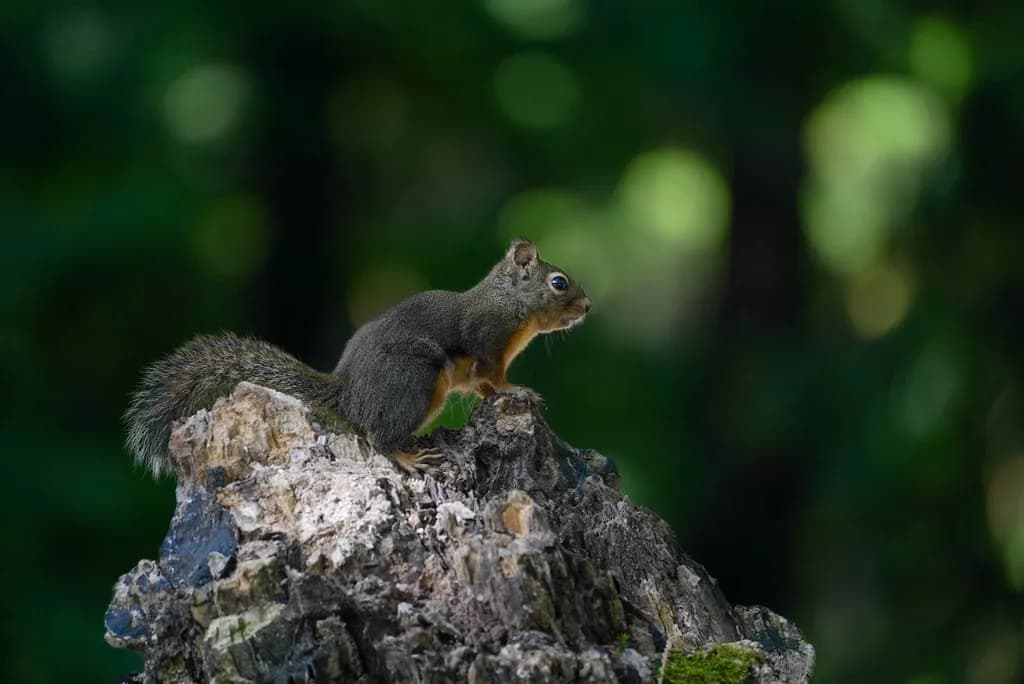 Squirrel on Stump
