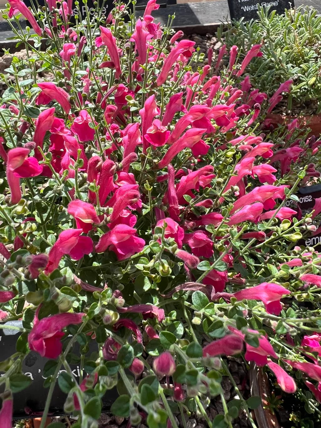 Pink Snapdragon Garden