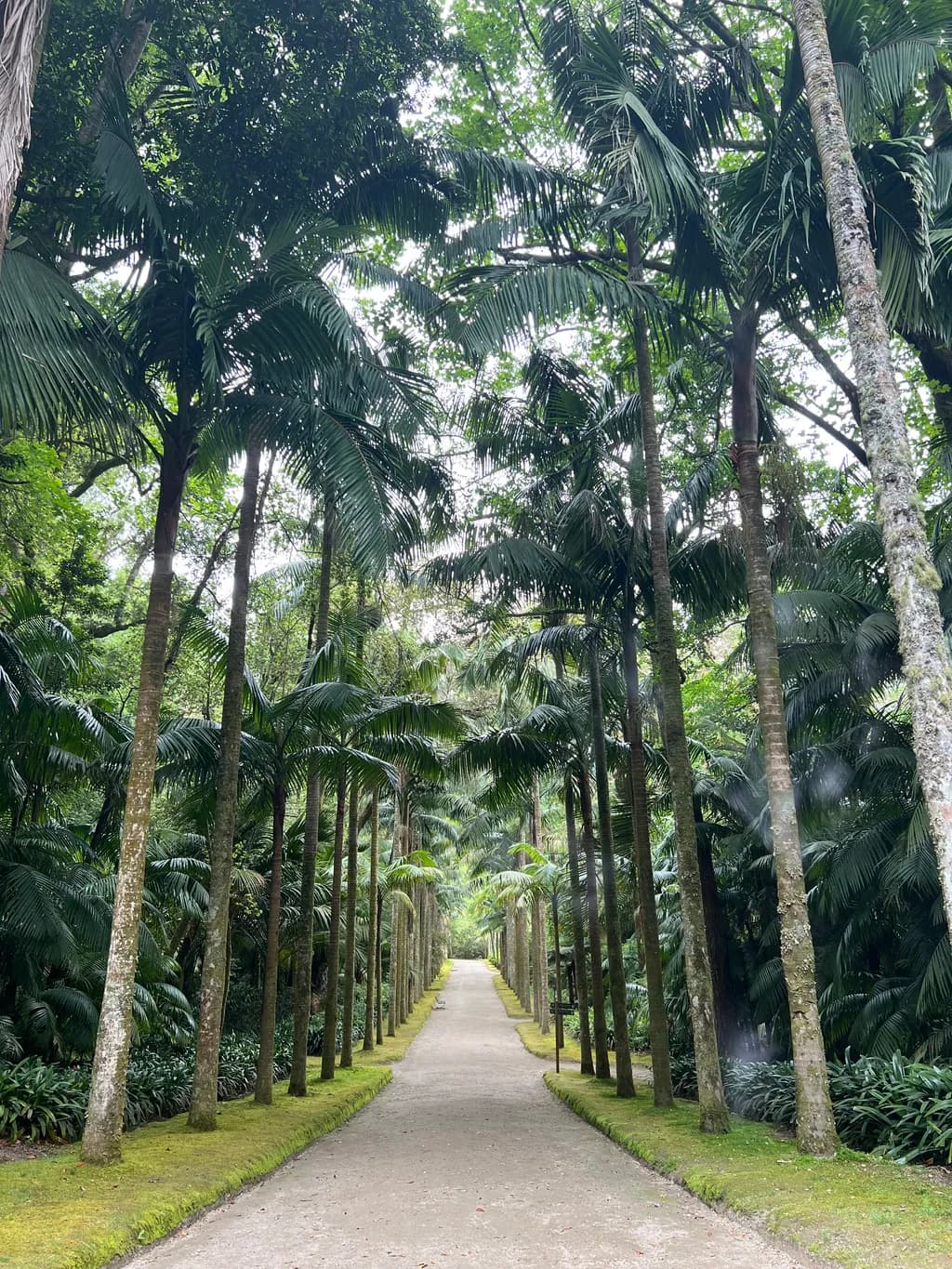 Palm-Lined Garden Path