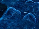 Original