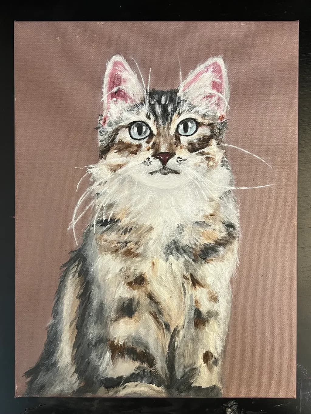 Maine Coon Portrait
