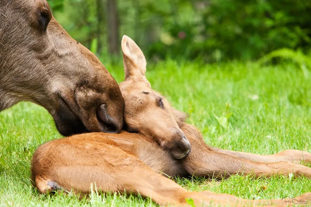 Baby Moose Affection