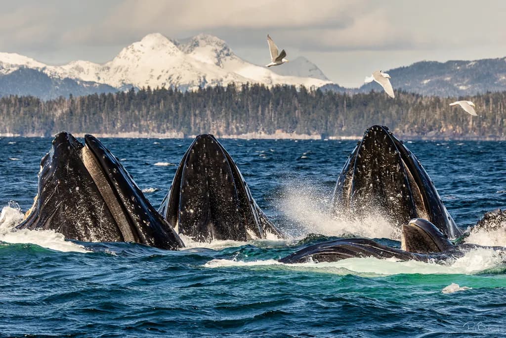 Whale Pod Breach