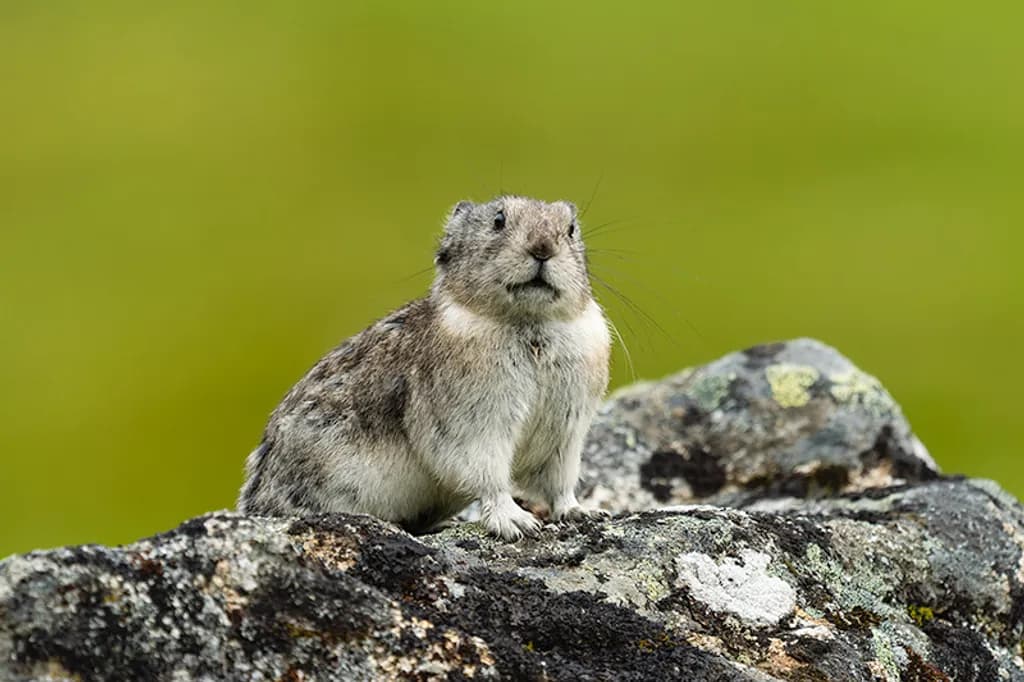 Alert Mountain Pika