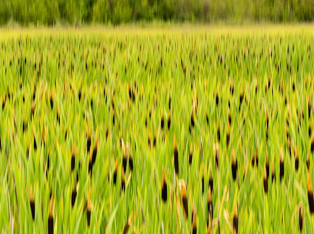 Abstract Cattails
