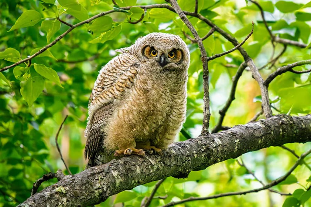 Watchful Forest Owl