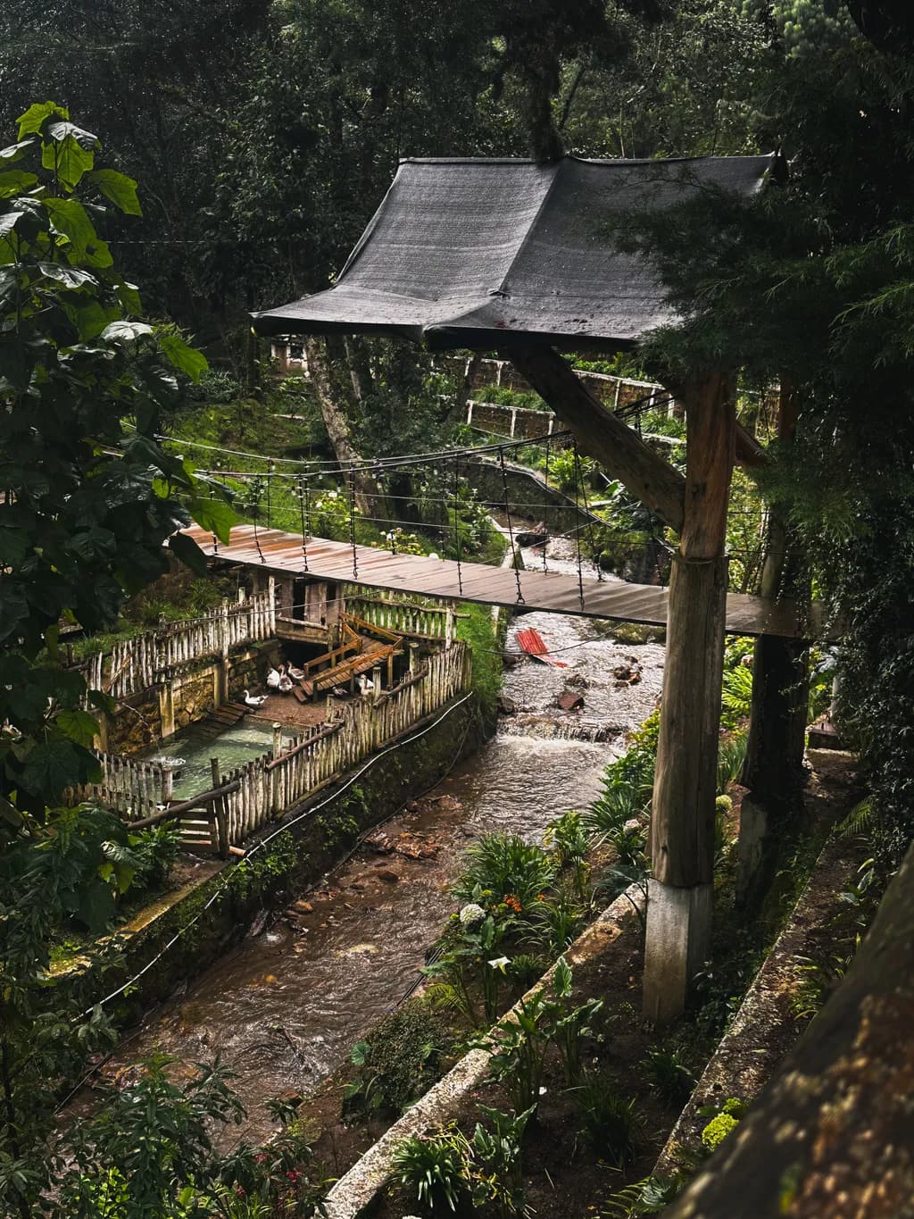 Jungle Bridge Stream