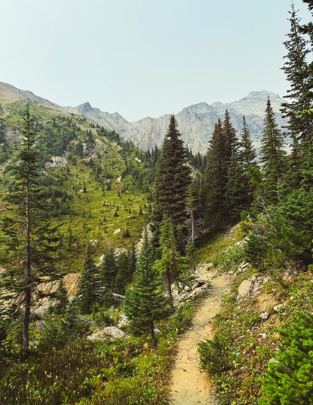 Mountain Forest Trail