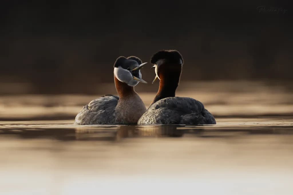 Grebe Display