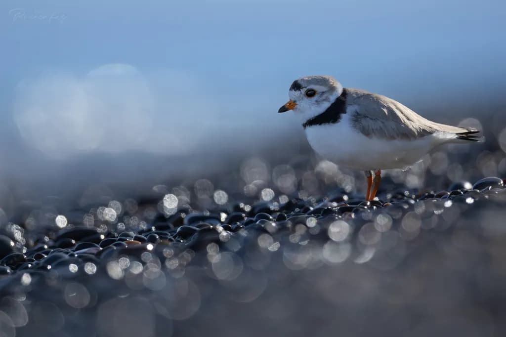 Pipl Shorebird
