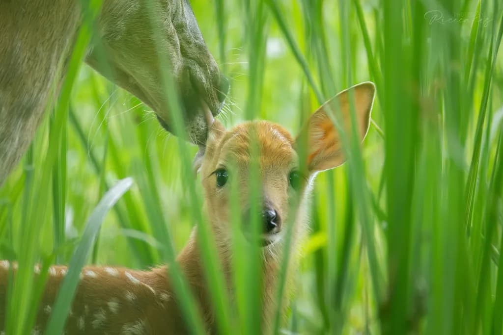 Fawn in Forest Grass