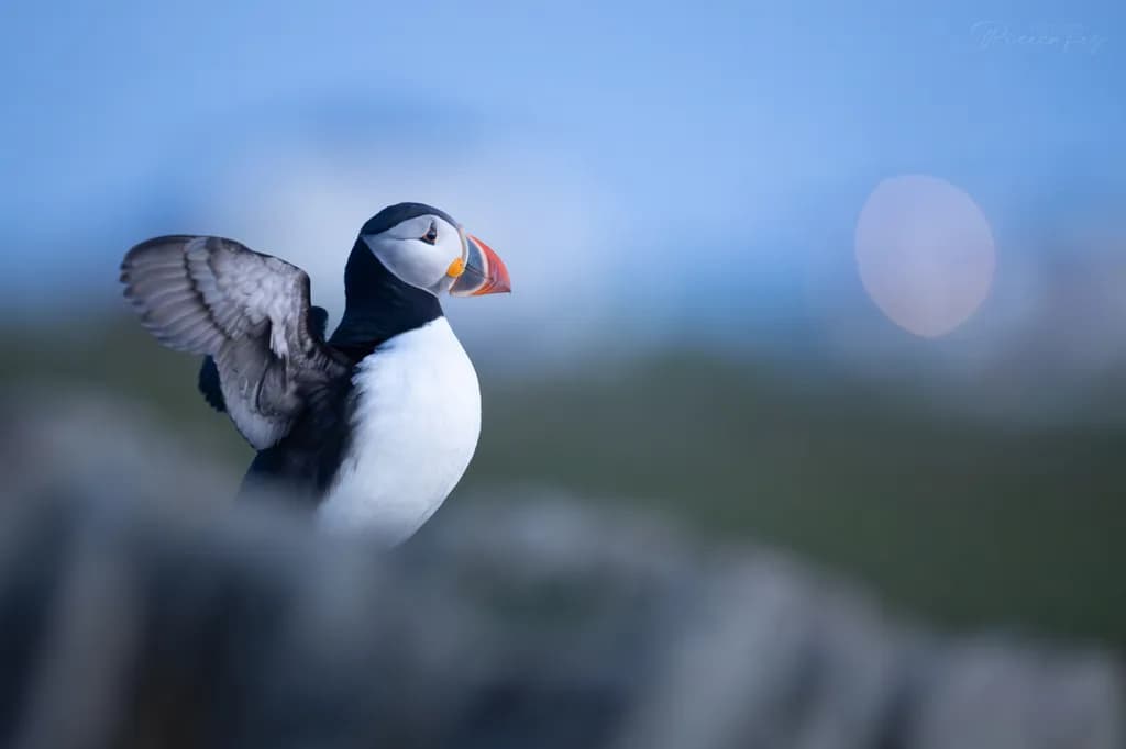 Puffin Blue Horizon