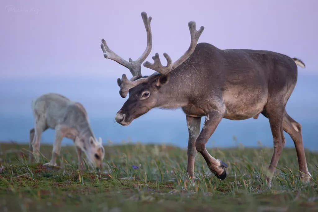 Reindeer Crossing