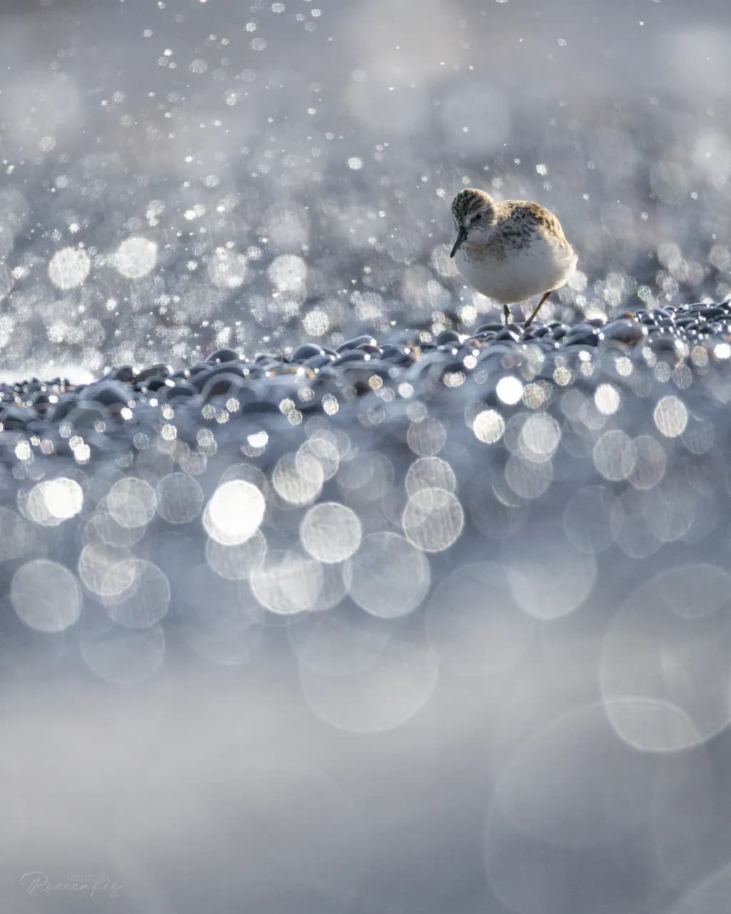 Shorebird on Water