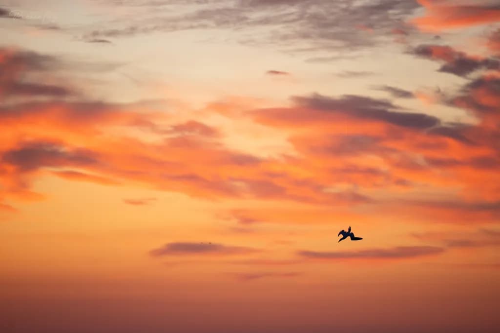 Sunset Dive
