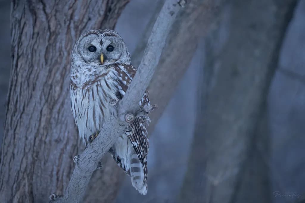 Barred Owl Monday