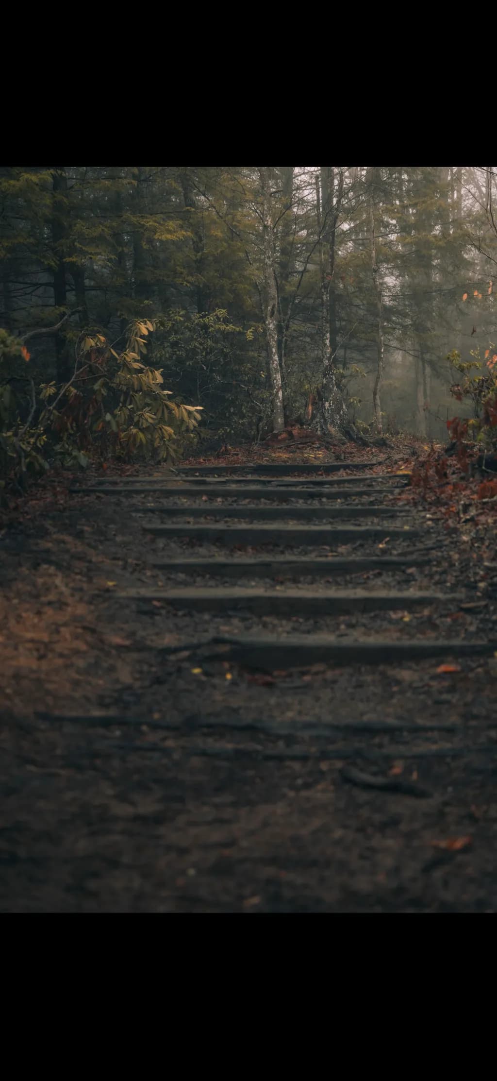 Forest Stairwayqan