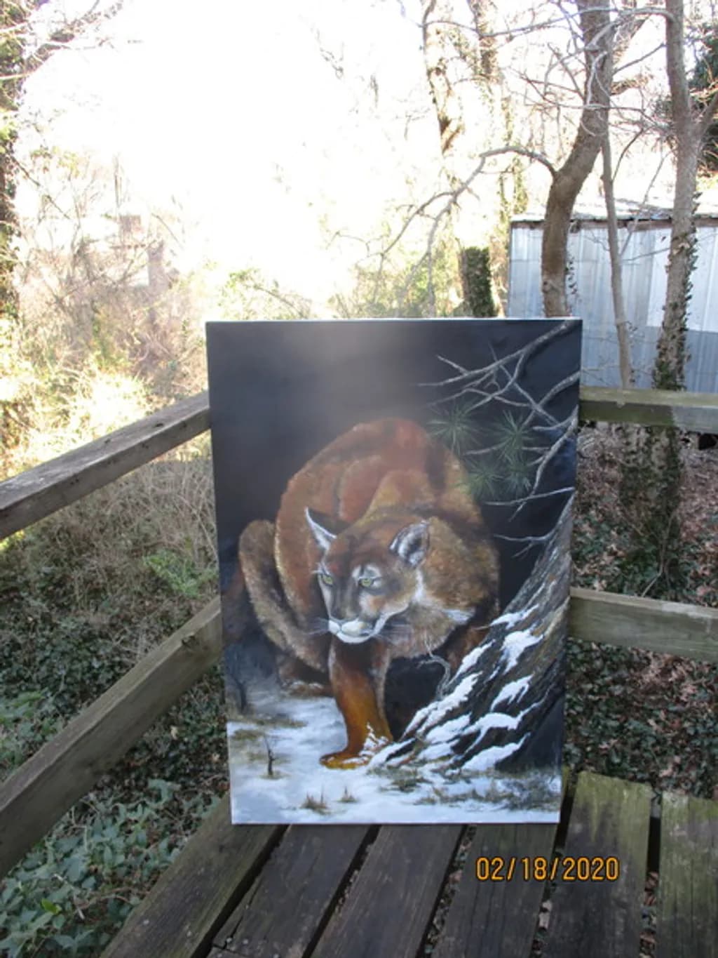 Snowbound Mountain Lion