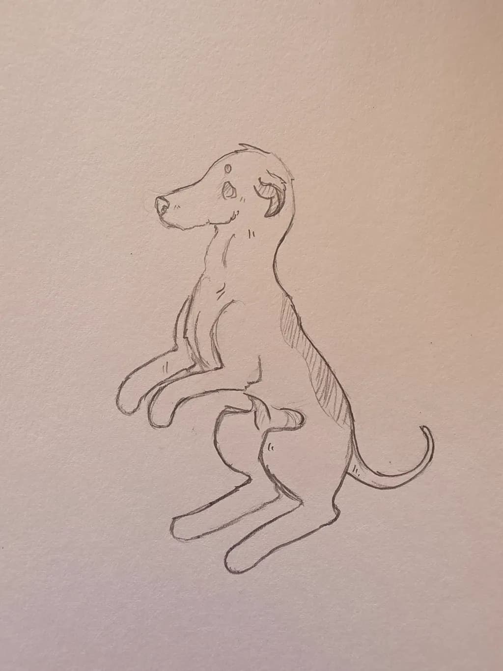 Kangaroo Sketch