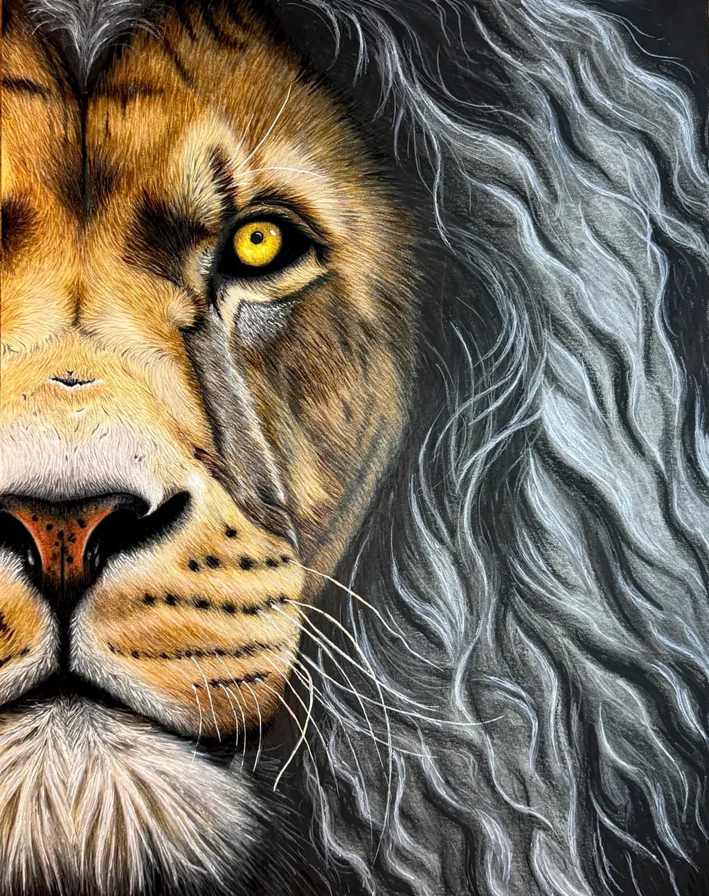 Lion’s Gaze