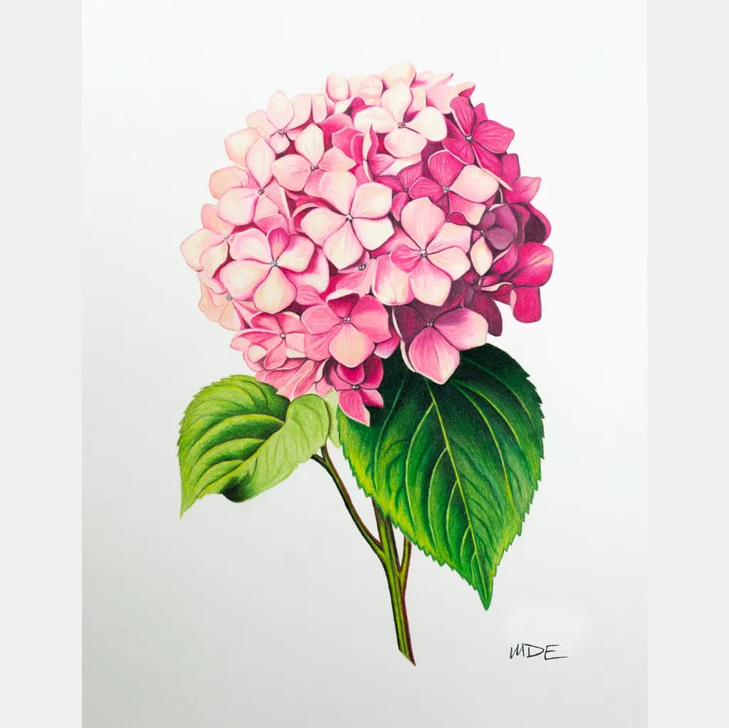 Pink Hydrangea Cover Photo