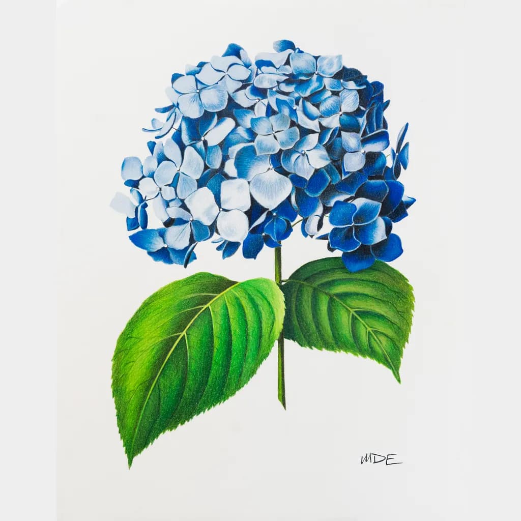 Hydrangea Cover Photo