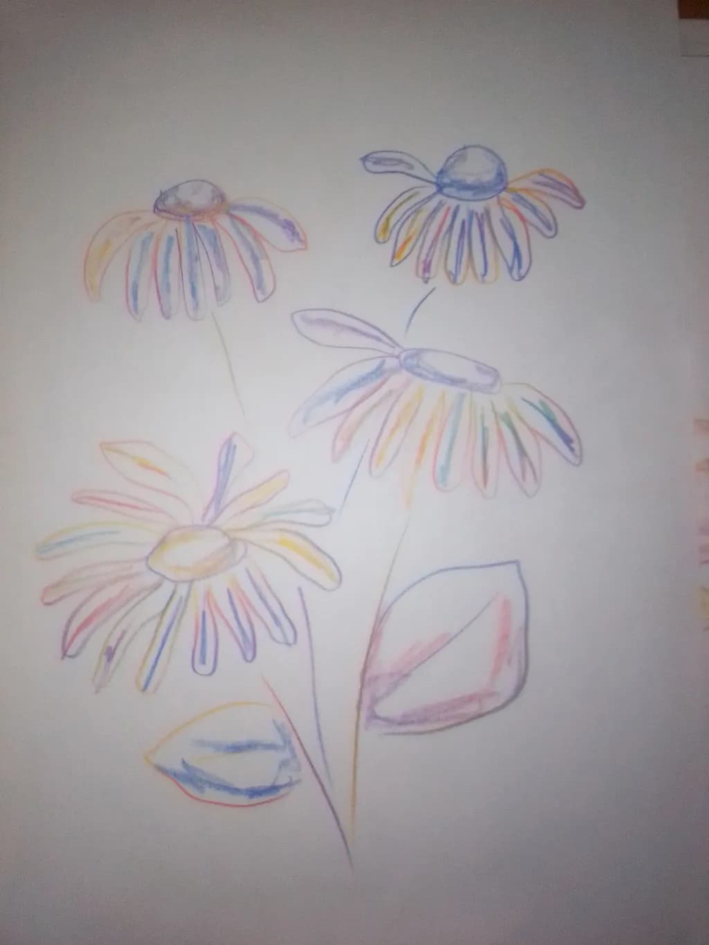 Rainbow Coneflowers