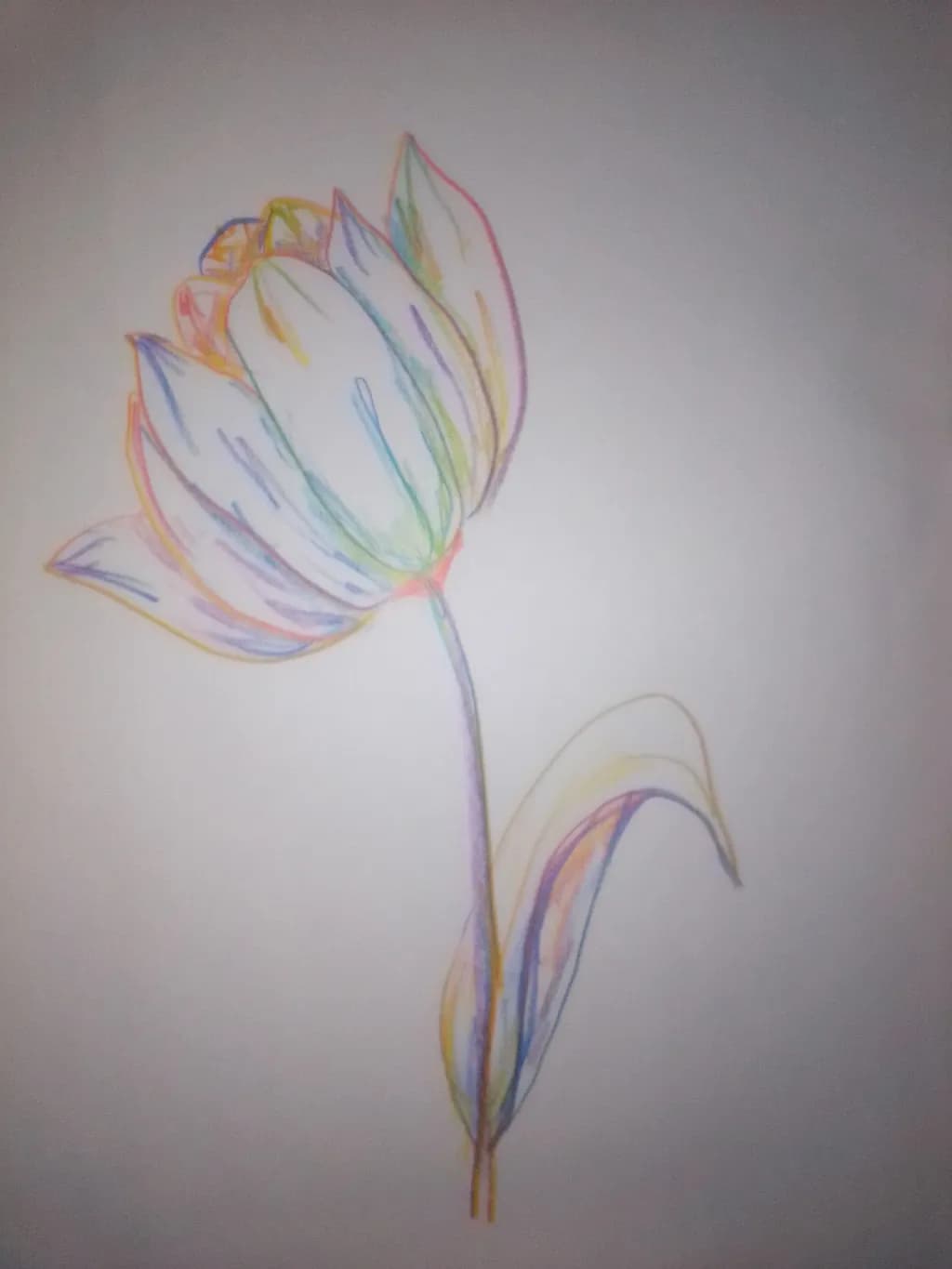 Pastel Lotus Bloom