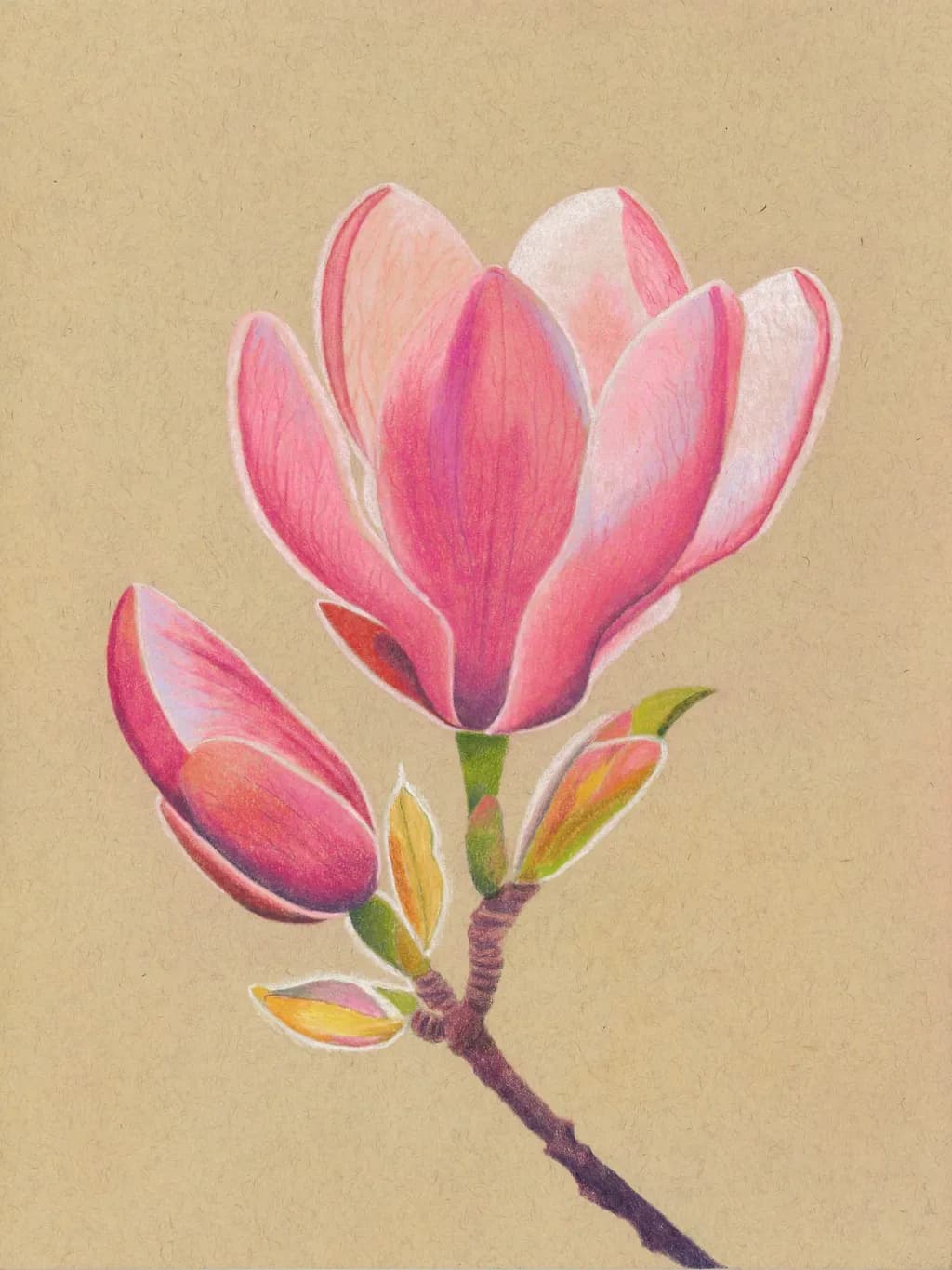 Japanese Magnolia