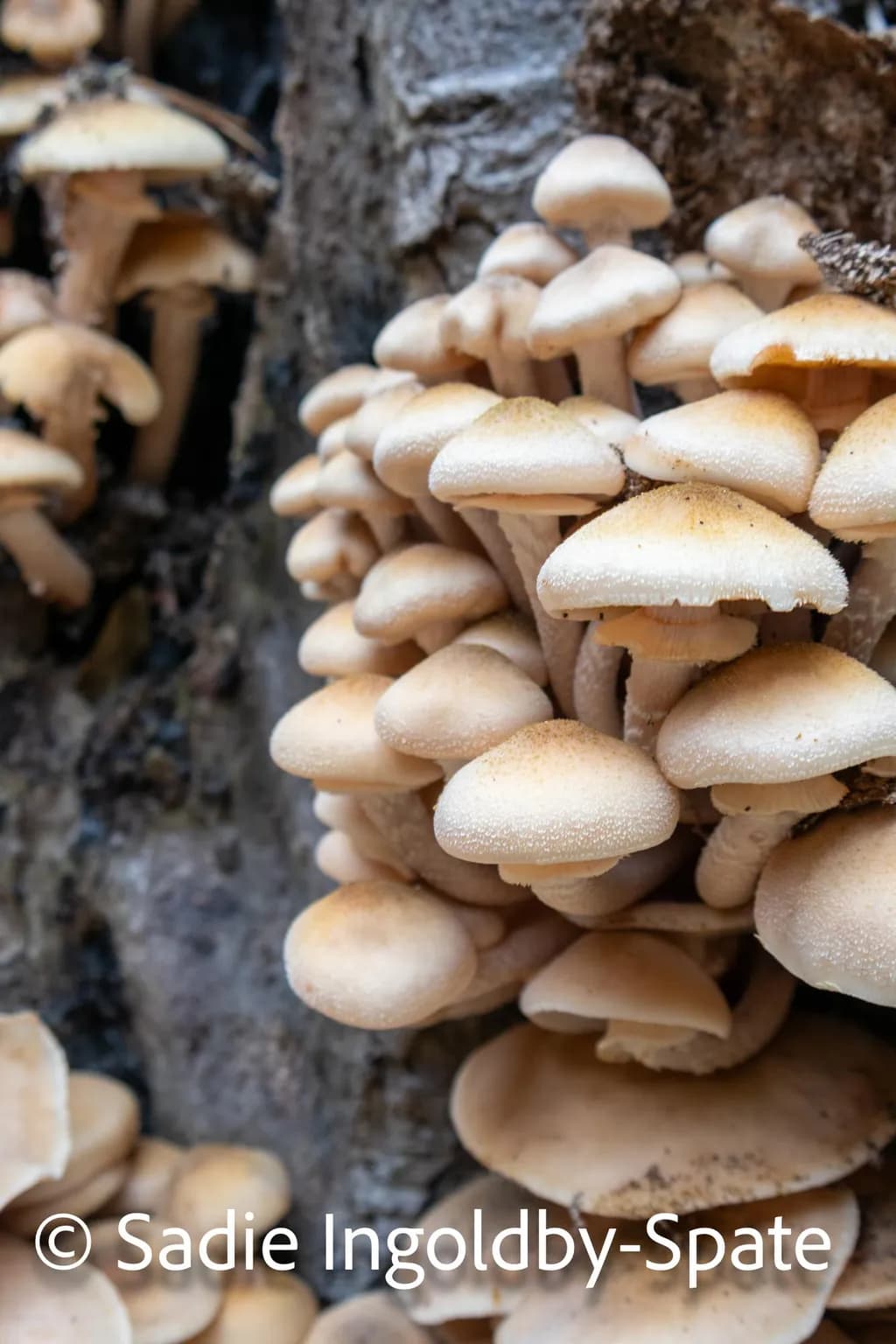 Mushroom Cluster on Bark