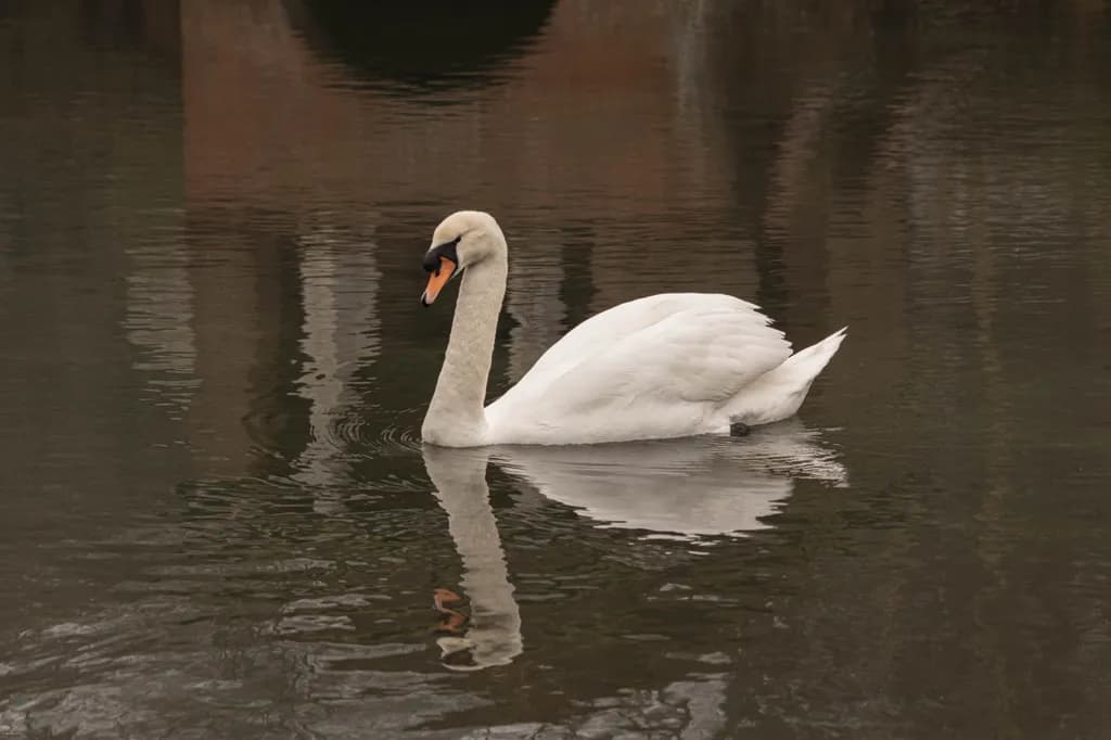 Swan on Still Water