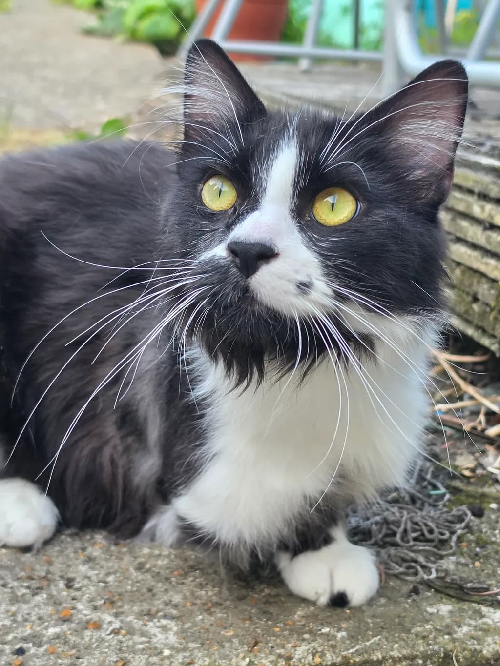 Golden-Eyed Tuxedo Cat