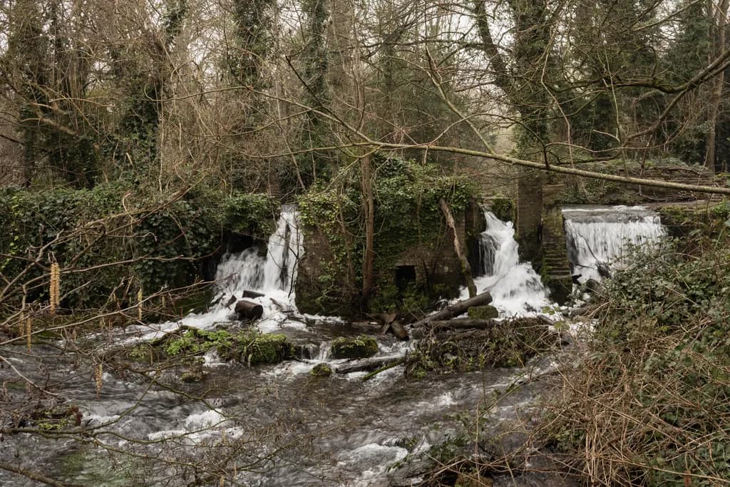 Forest Waterfalls and Stream