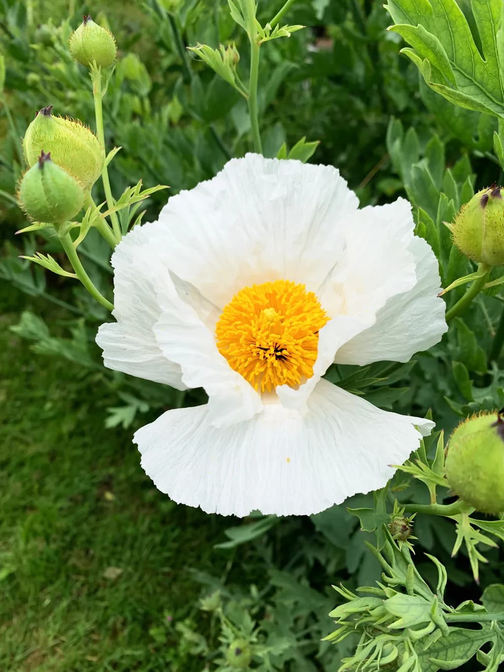 White Poppy Bloom