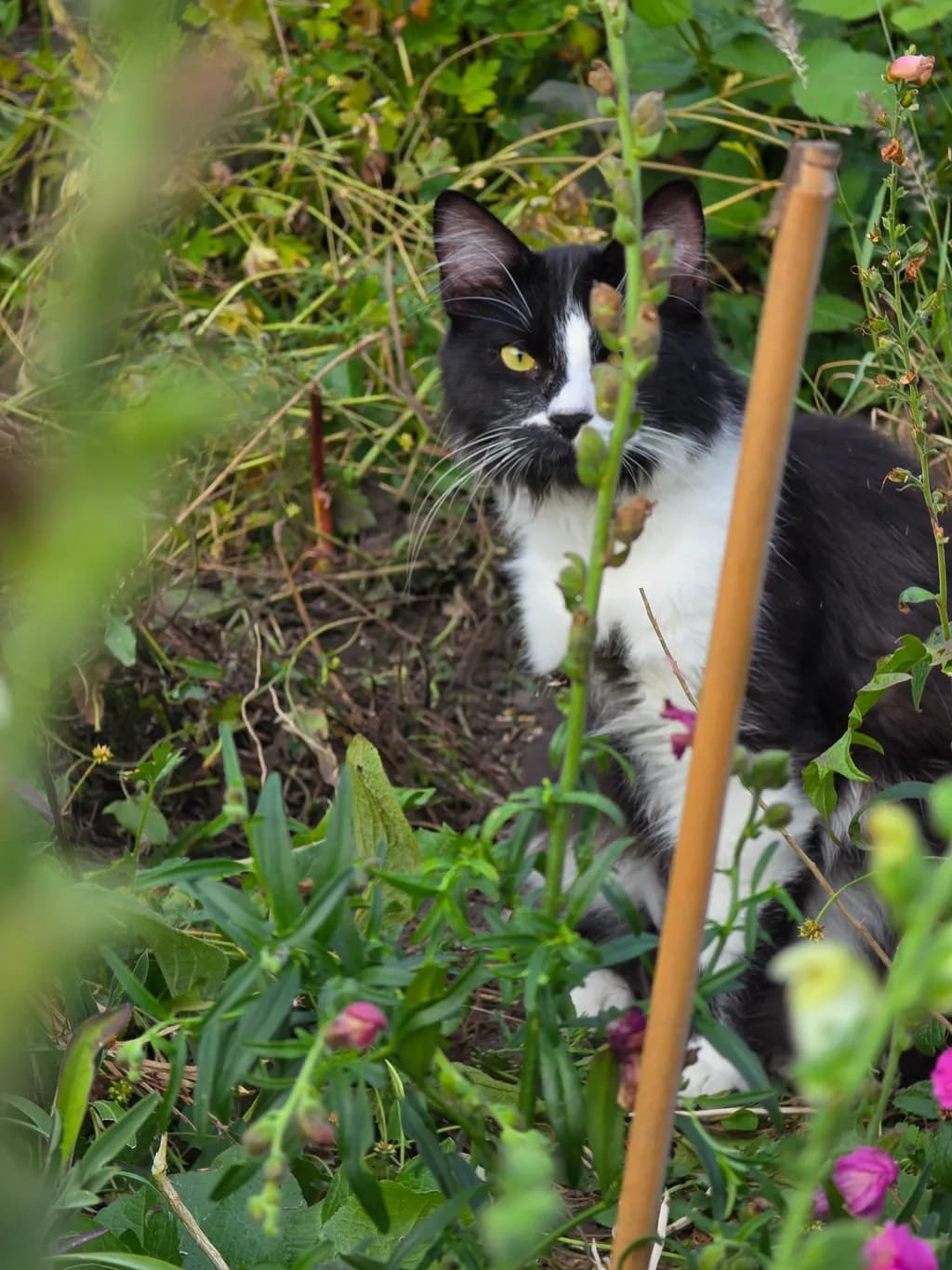 Garden Cat Observation