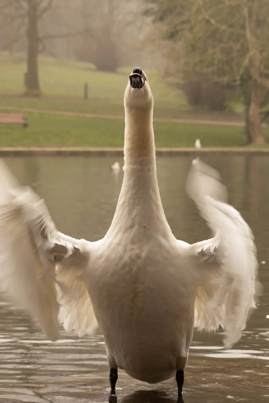 Swan in Full Flight